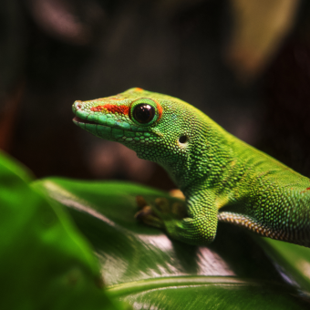 Green gecko on a leaf